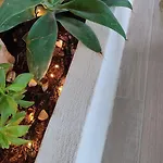 Apartment Dimora Virone Paradiso *