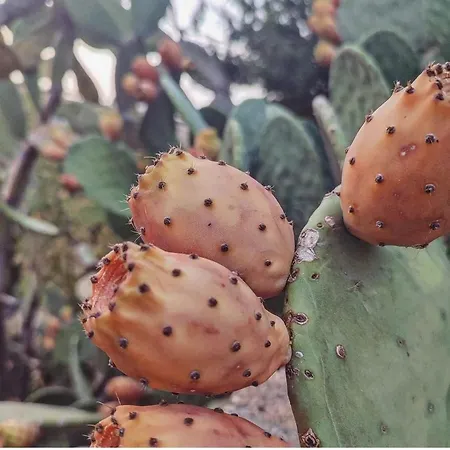 Dimora Virone Paradiso アパート